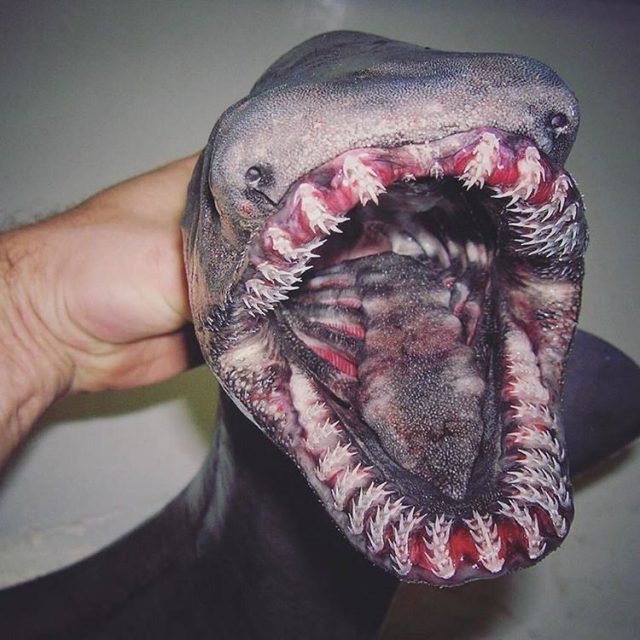 fish